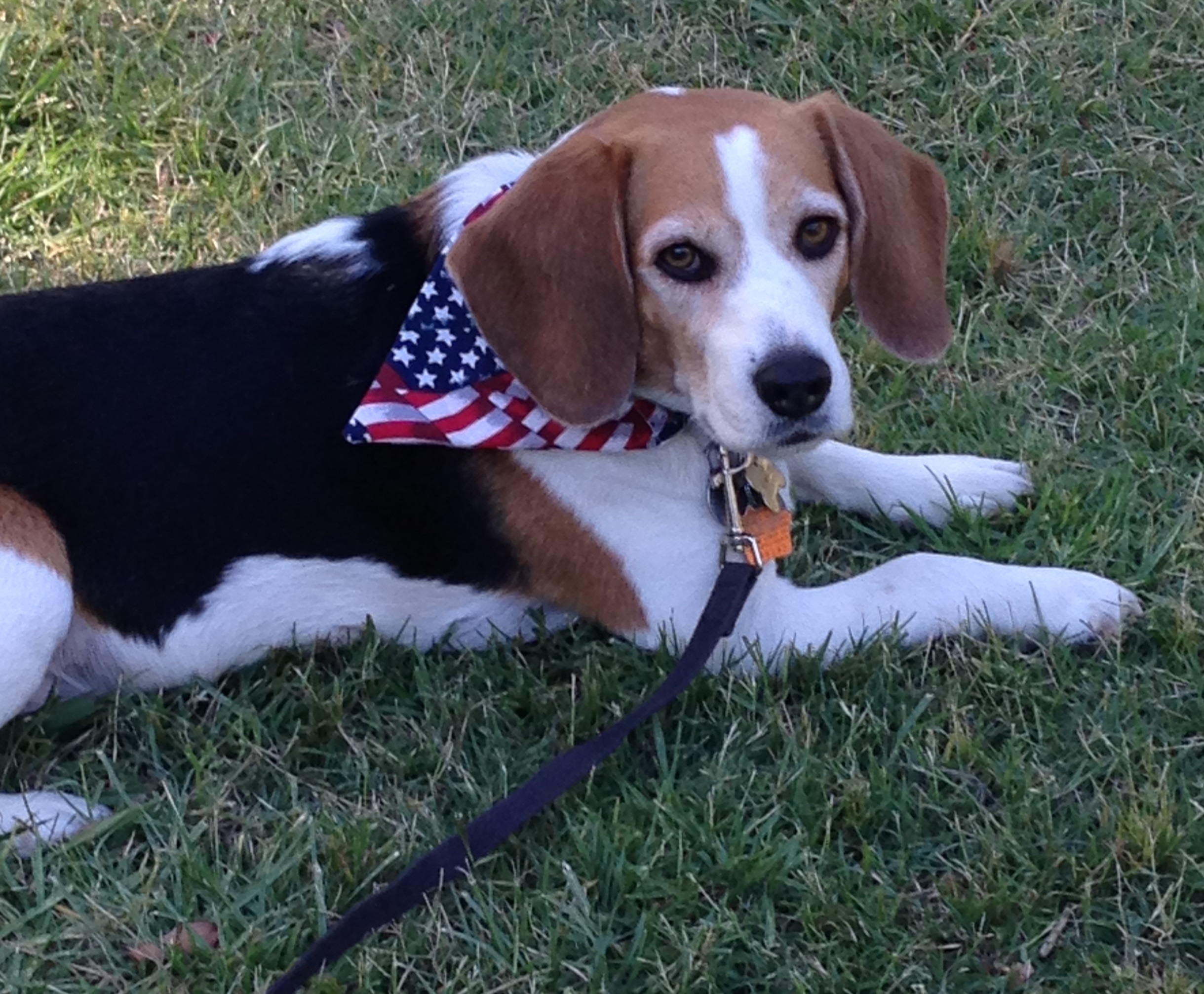 Beagle lying on grass wearing red, white and blue bandana